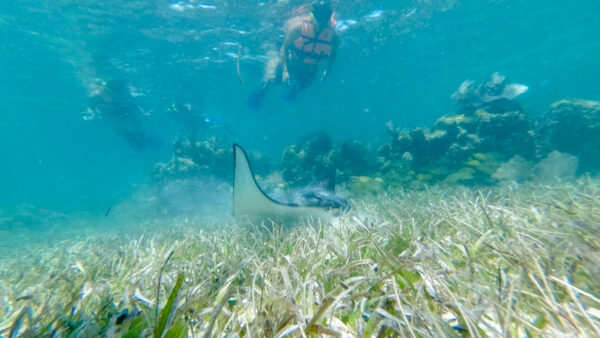 Tour de Snorkel en Arrecife